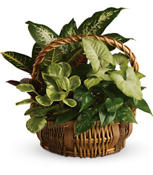 Emerald Garden Basket from Visser's Florist and Greenhouses in Anaheim, CA